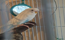 Budgerigars birds for sale: Female budgie  - Image 3