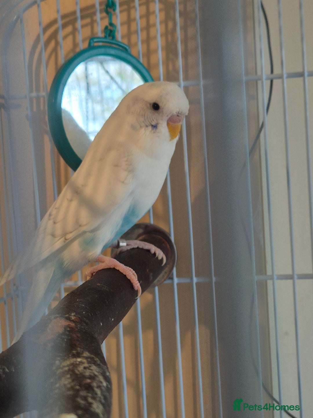 Budgerigars birds for sale: Female budgie  - Image 3