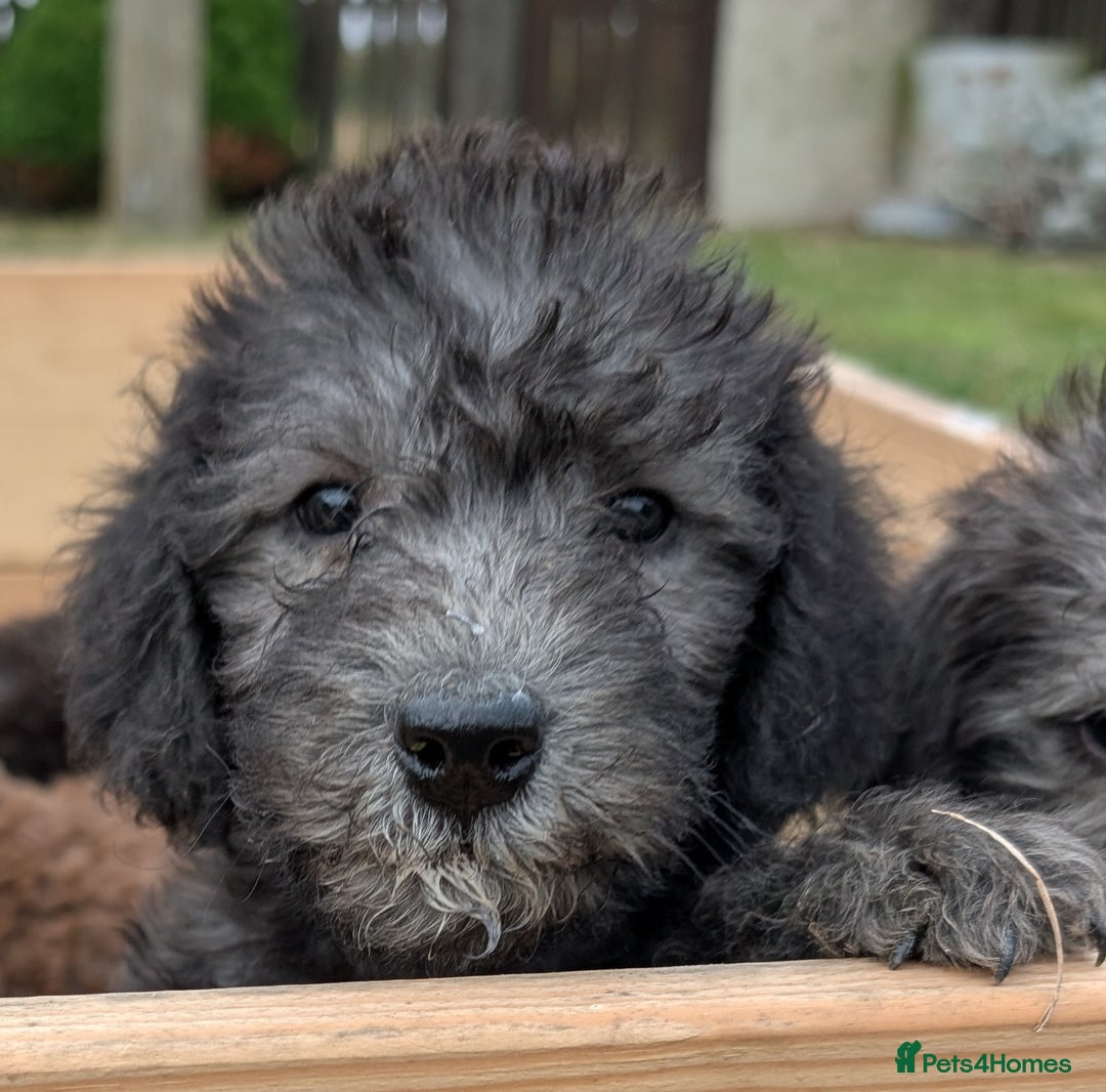 Bedlington Terrier dogs for sale: Bedlington terriers - working stock - Image 14