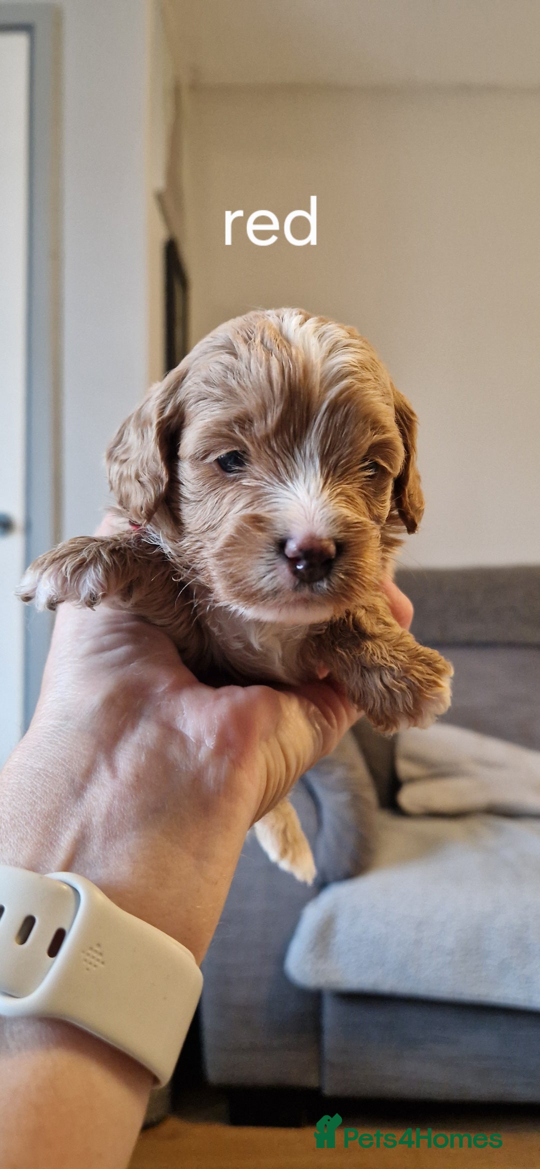 Cavapoo dogs for sale: Beautiful cavapoo puppies - Image 3