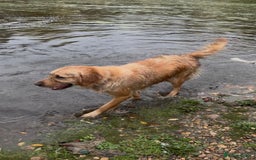 Golden Retriever dogs for sale: KC Pedigree Golden Retriever Female Adult - Image 9