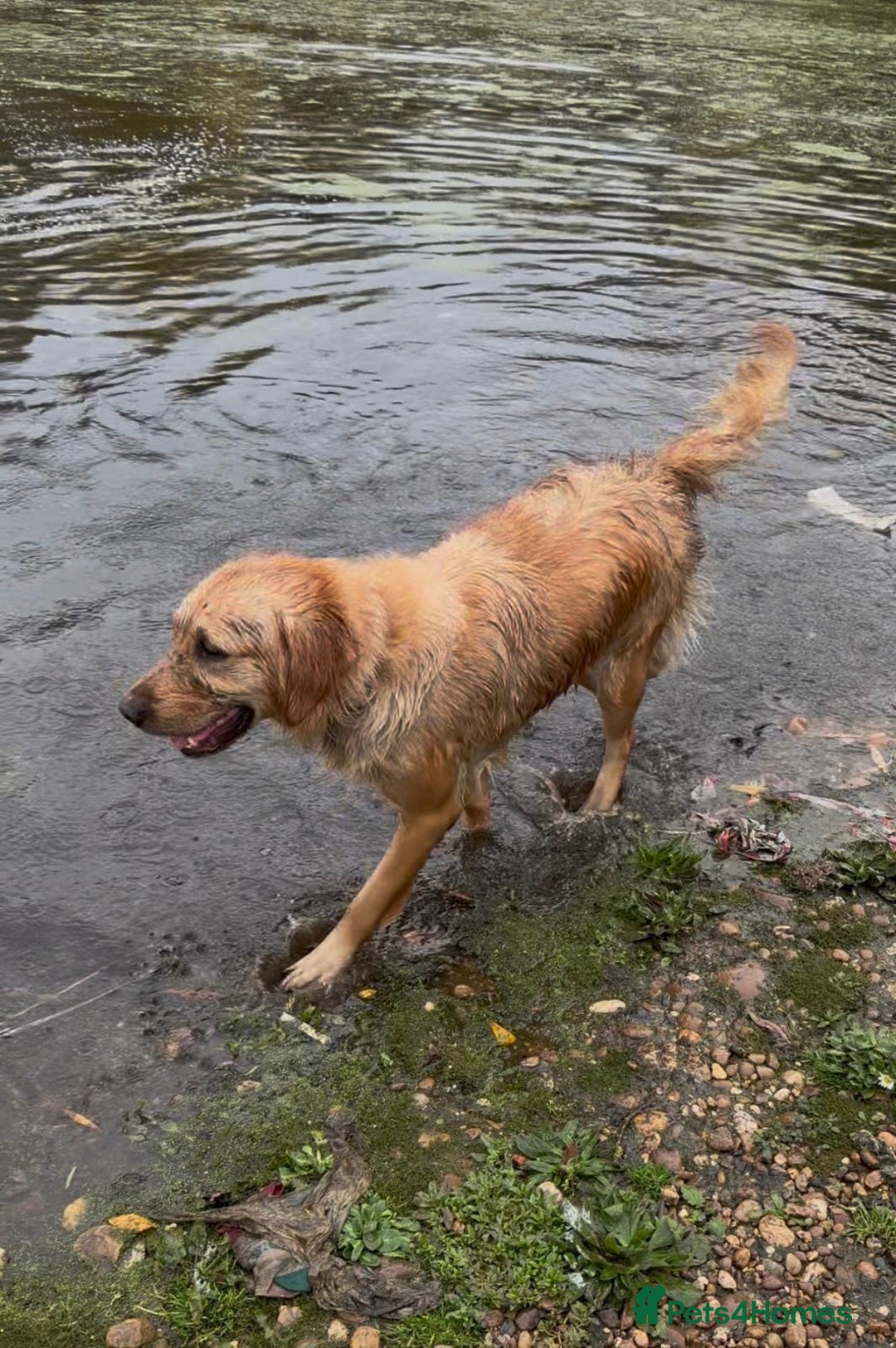 Golden Retriever dogs for sale: KC Pedigree Golden Retriever Female Adult - Image 9