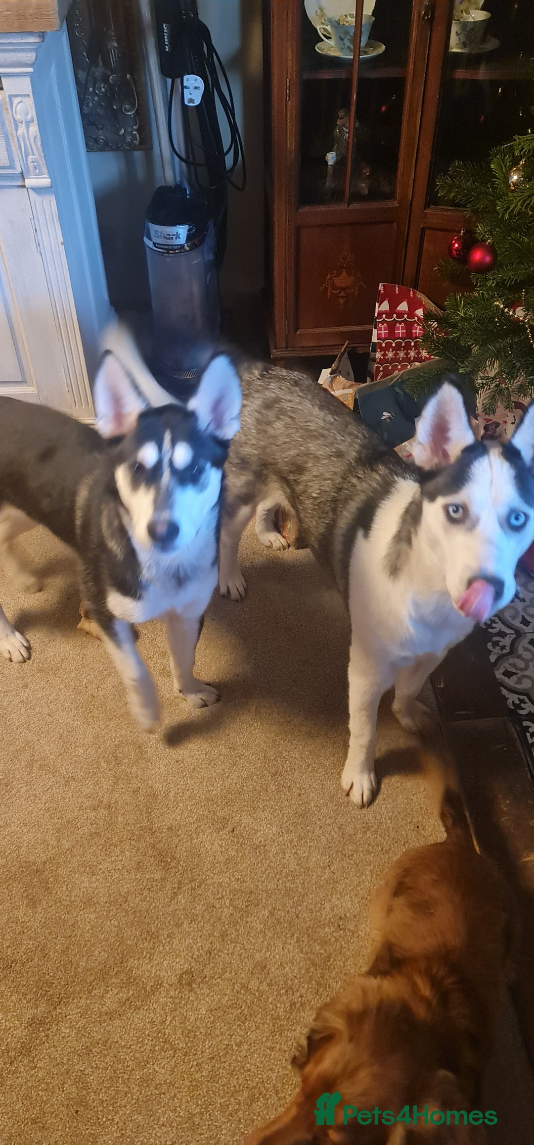 Siberian Husky dogs for sale: Siberian Husky female - Advert 4
