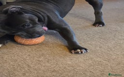 Staffordshire Bull Terrier dogs for sale: Beautiful Staffordshire bull terrier - Image 5