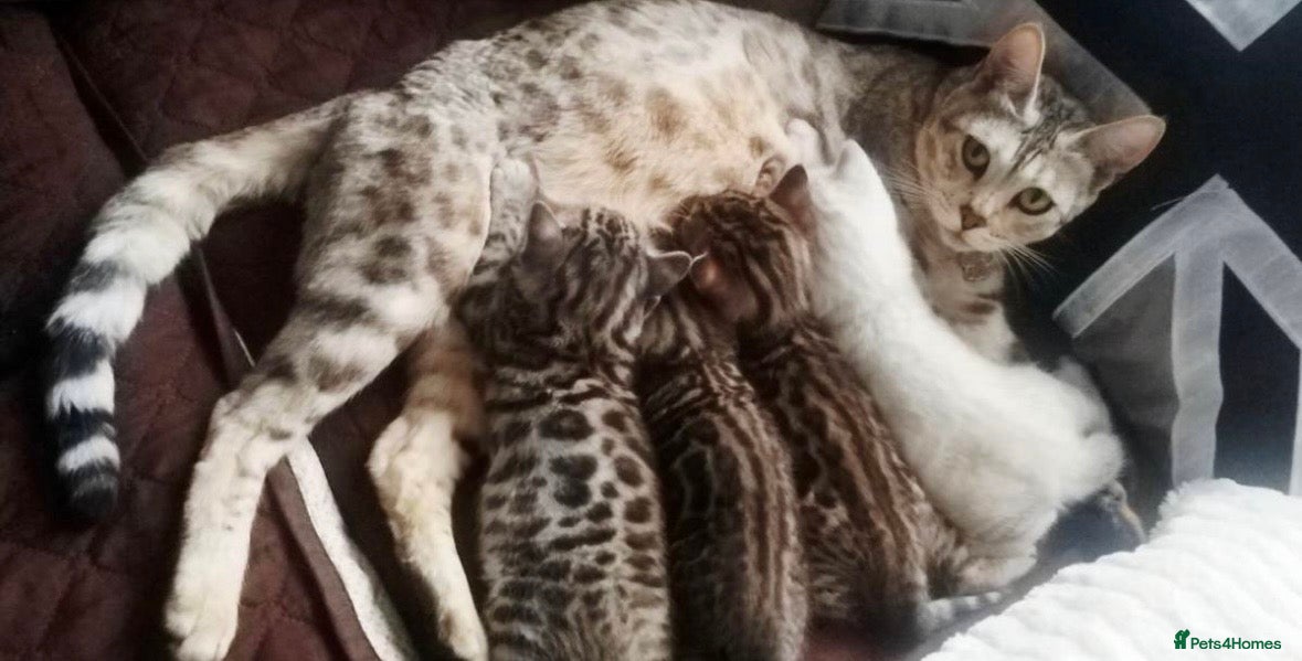 Bengal cats Stunning Bengal kittens  - Advert 12