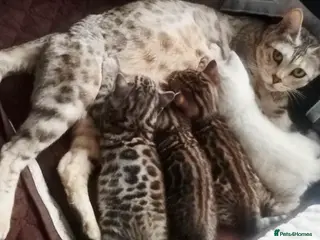 Bengal cats Stunning Bengal kittens - Advert 12