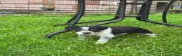 Border Collie dogs for sale: Border collie pups ready from 20th February  - Advert 16