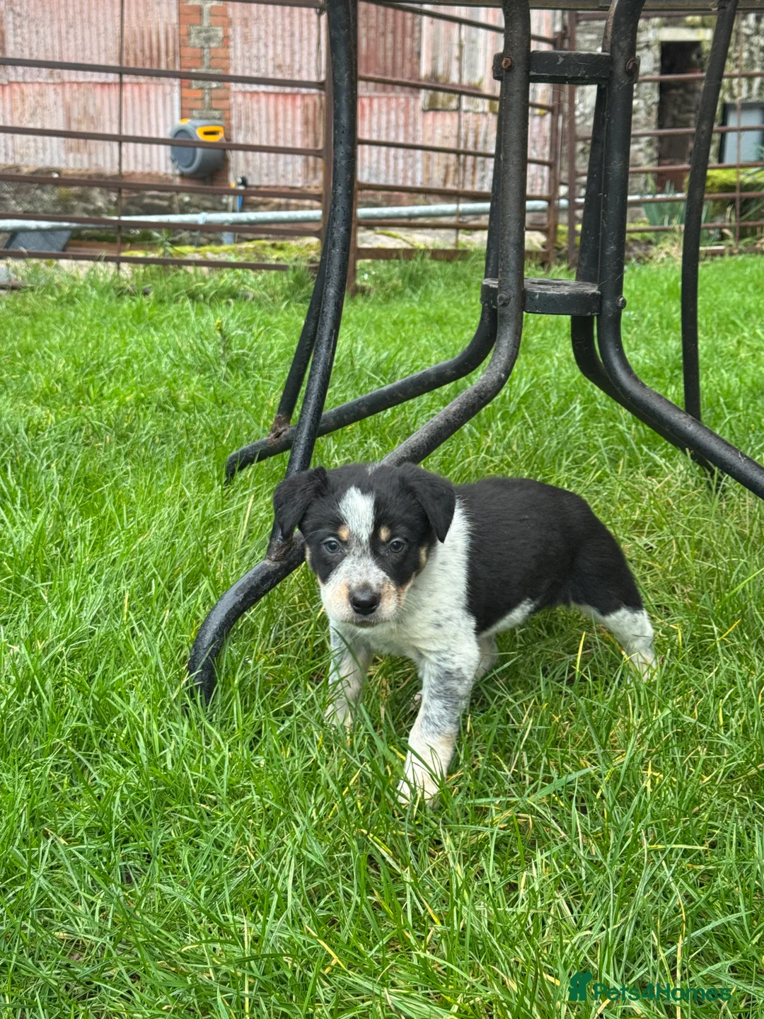 Border Collie dogs for sale: Border collie pups ready from 20th February  - Advert 16