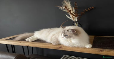 Ragdoll cats - Advert 4