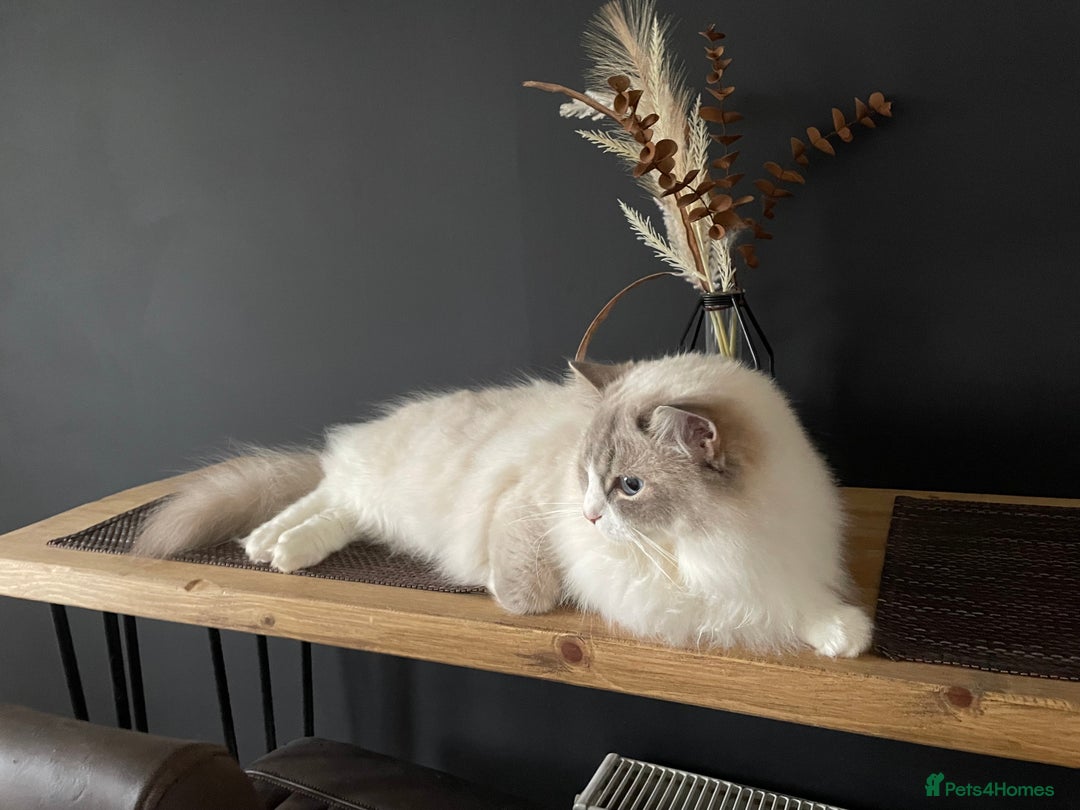 Ragdoll cats for sale: 🌸2x Extensively health tested Retiring Queens🌸 - Image 2
