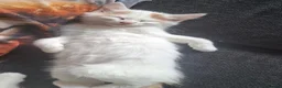 British Shorthair cats for sale: 6 beautiful kittens  in Tipton - Advert 27