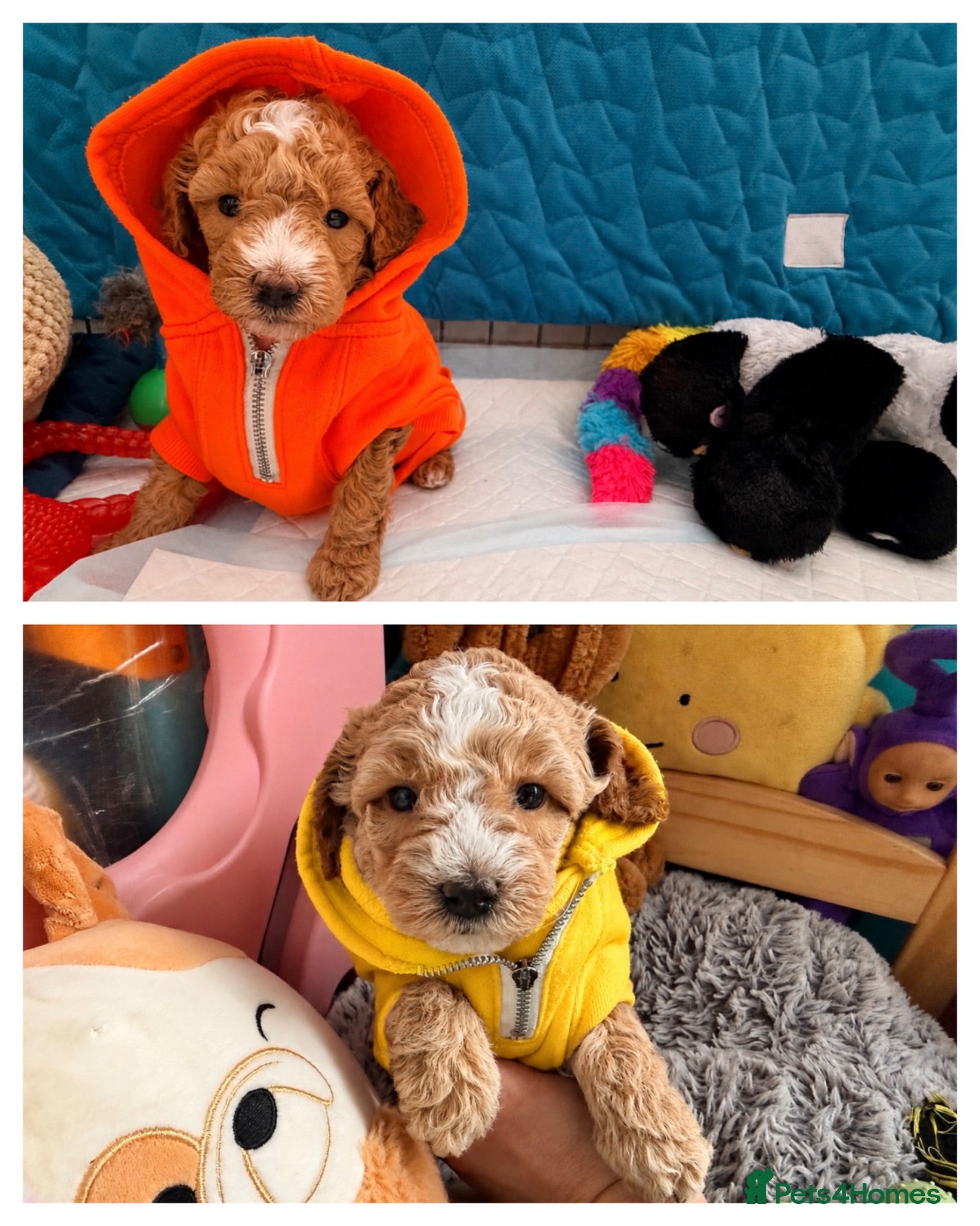 Maltipoo dogs Maltipoo F1B  - Advert 8