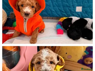 Maltipoo dogs Maltipoo F1B - Advert 8