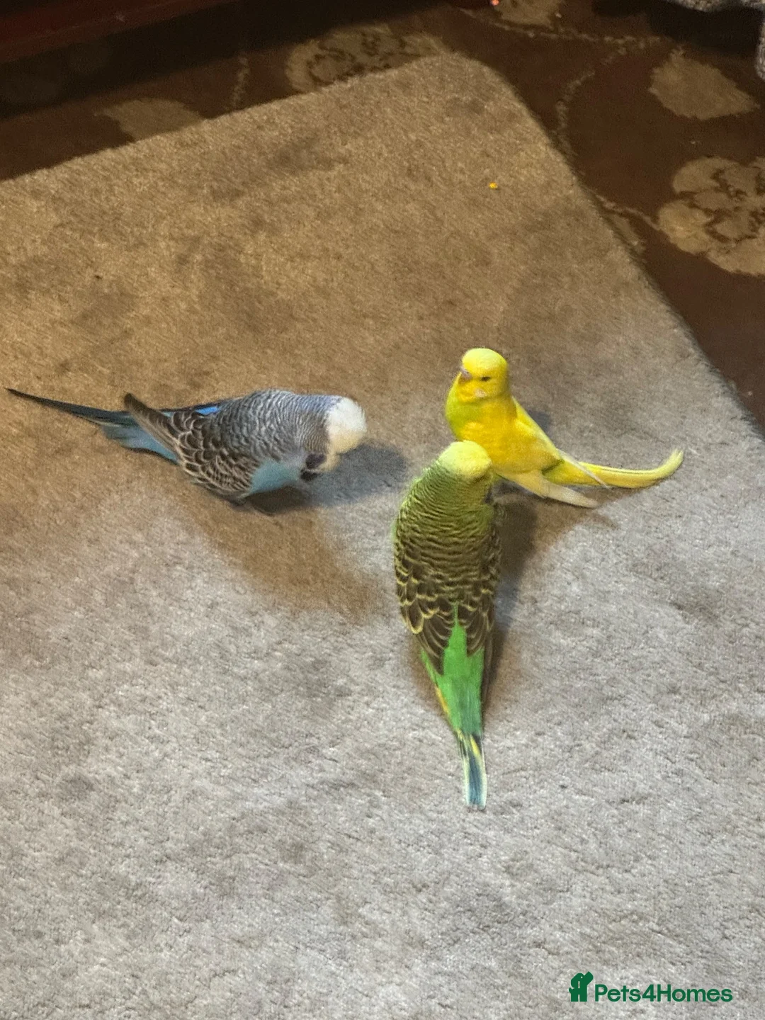 Budgerigars birds for sale: English budgie hand reared baby and older  - Advert 2