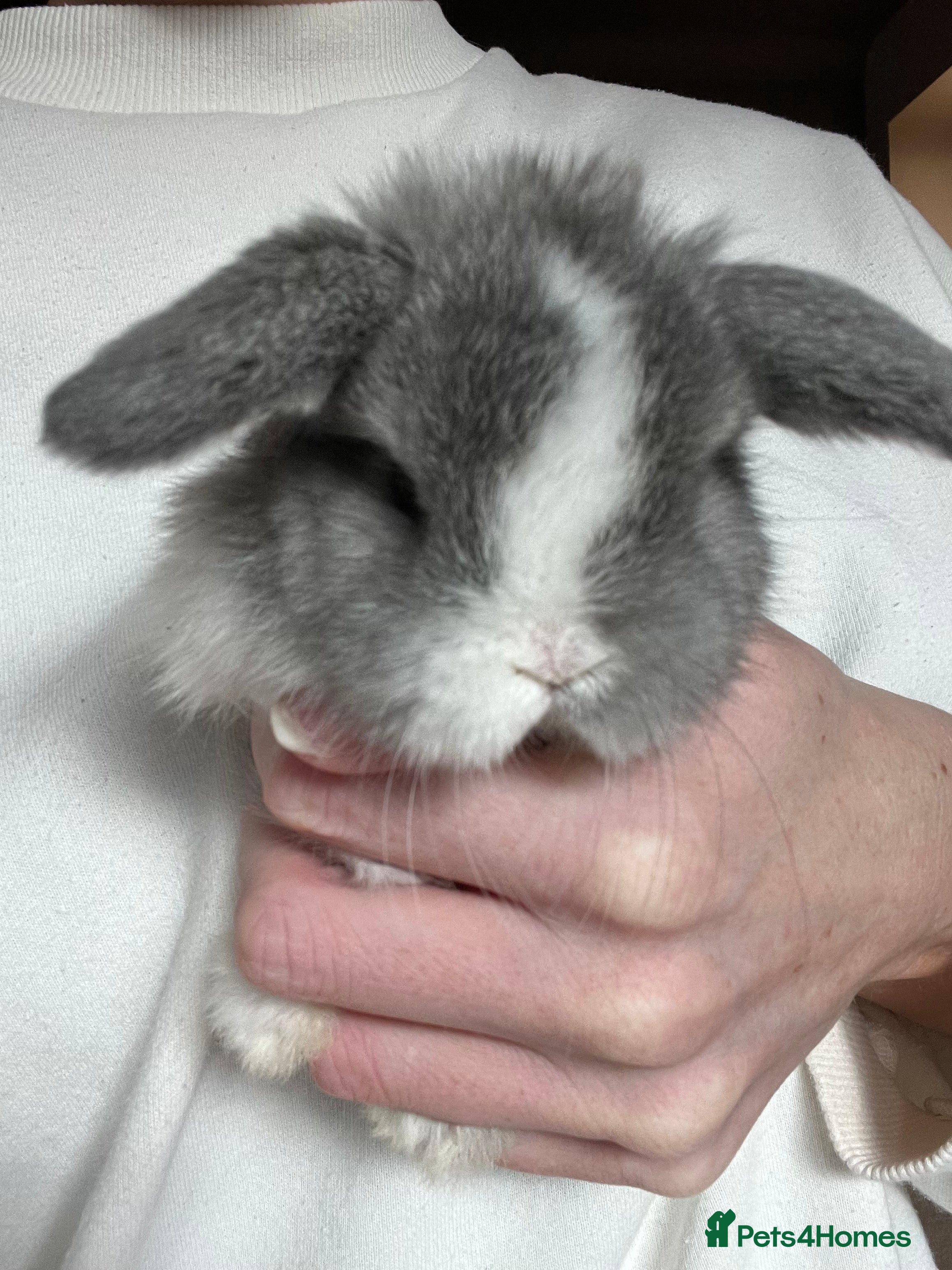 Mini Lop rabbits Minilop babies available  - Advert 2
