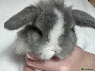 Mini Lop rabbits Minilop babies available - Advert 2