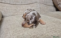 Miniature Dachshund dogs for sale: Miniature dachshund Puppies  - Advert 9