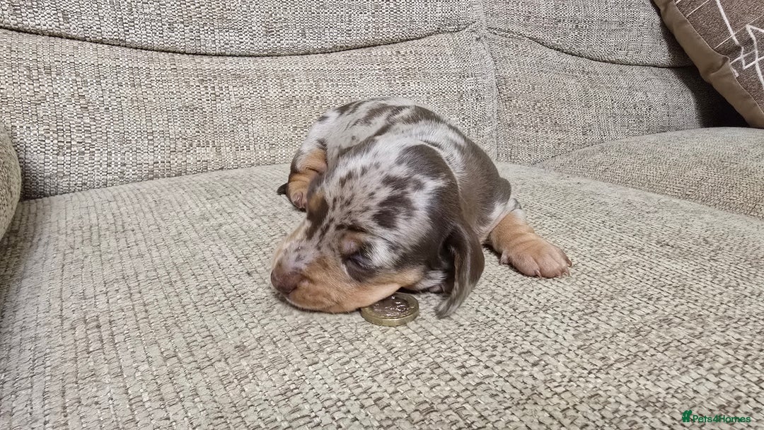 Miniature Dachshund dogs for sale: Miniature dachshund Puppies  - Advert 9