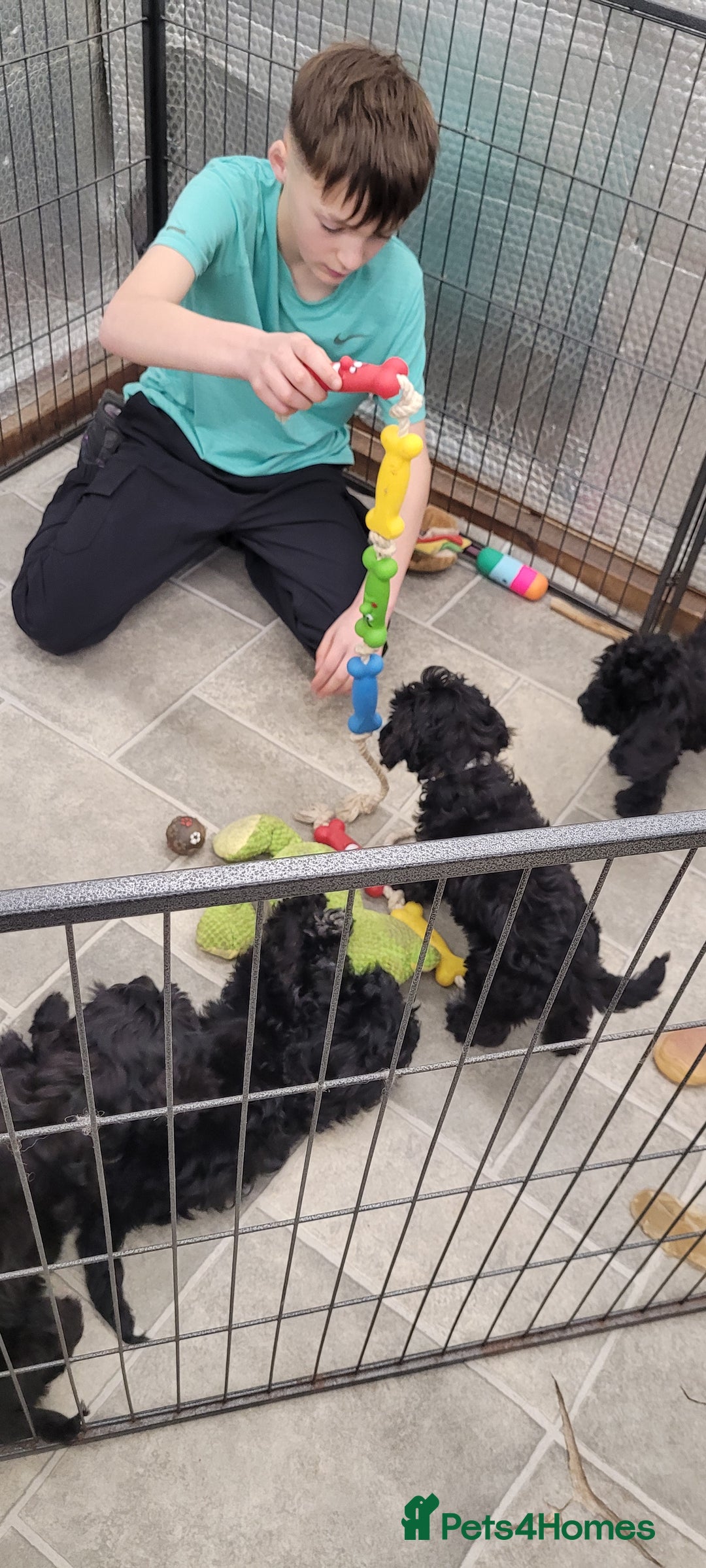 Cockapoo dogs for sale: 3 Stunning Black Girls F1 Show type cockapoos - Advert 26