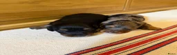 Miniature Dachshund dogs for sale: KC Long Haired Miniature Dachshund Puppies - Advert 20