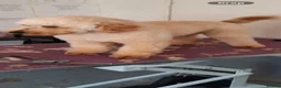 Mini Goldendoodle dogs for sale: F2 golden doodle miniature/medium puppies - Advert 11