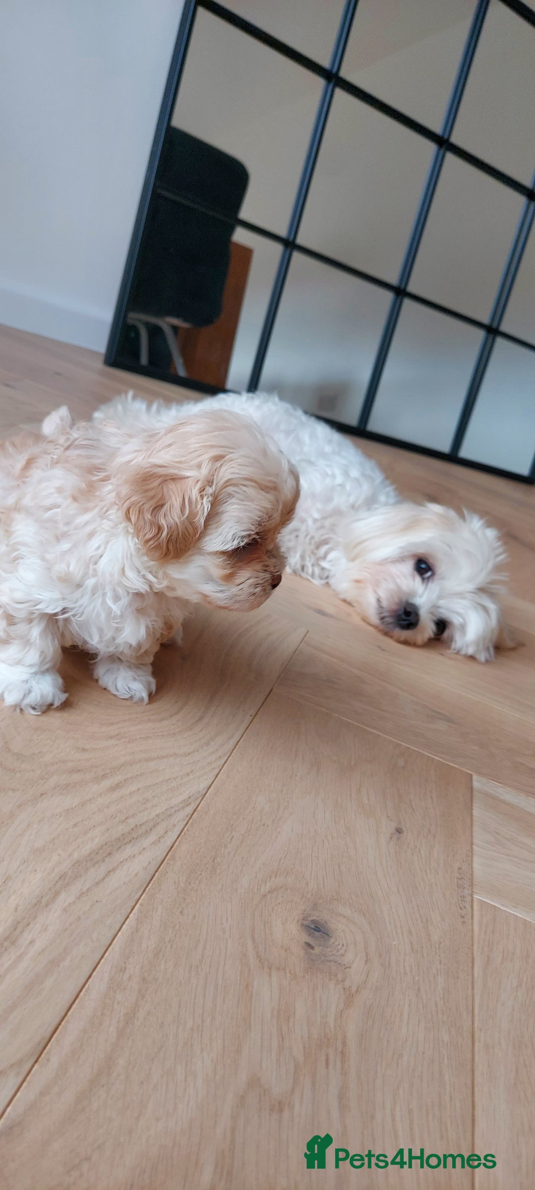 Maltipoo dogs for sale: Asian Teddy Toy Maltipoos  - Image 3