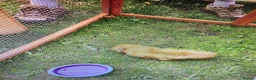 Guinea Pig rodents for sale: Male Brown Guinea pig  - Advert 3