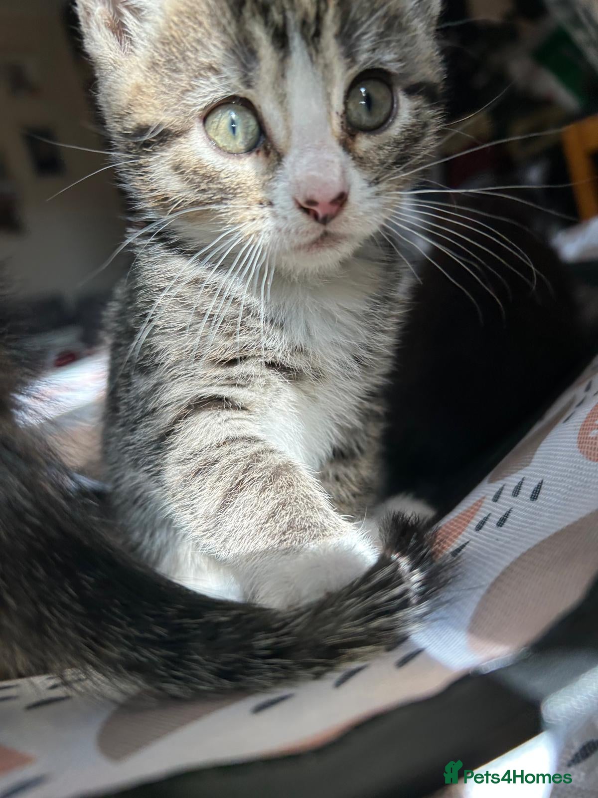 Mixed Breed cats Beautiful tabby half bengal kittens  - Advert 2