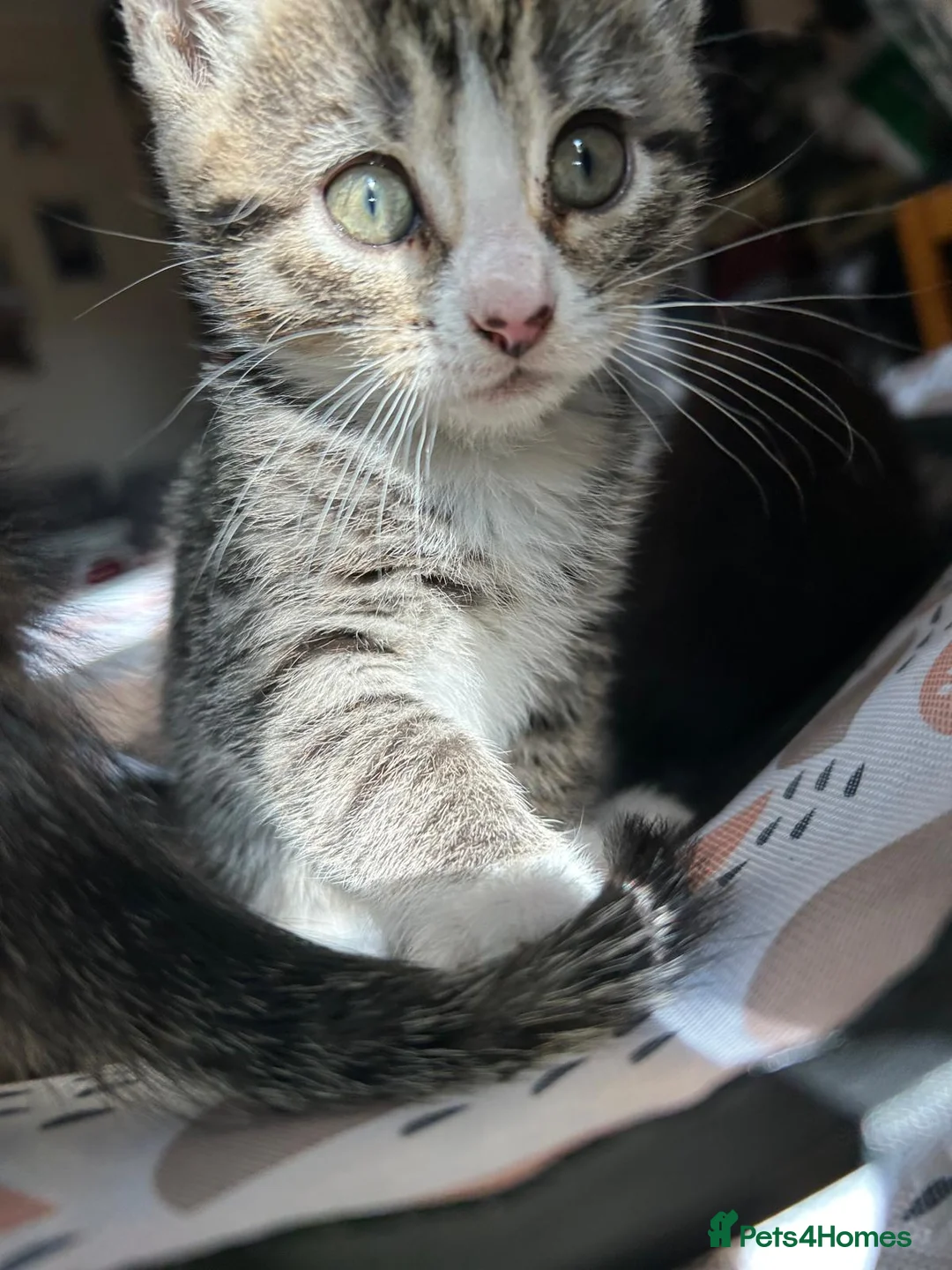 Mixed Breed cats for sale: Beautiful tabby half bengal kittens  - Advert 1