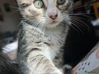 Mixed Breed cats Beautiful tabby half bengal kittens - Advert 2