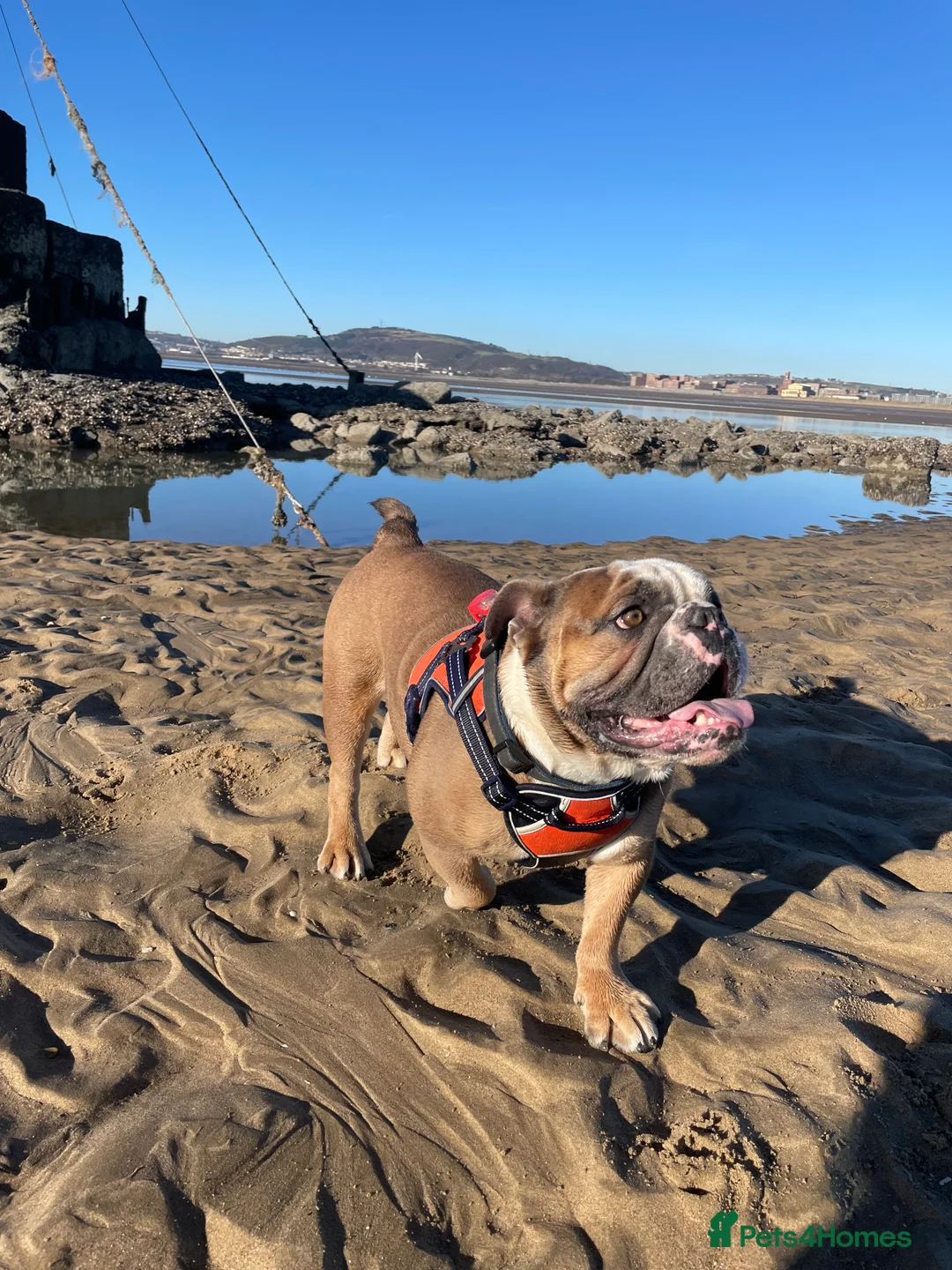 English Bulldog dogs for sale: Winston - Advert 7