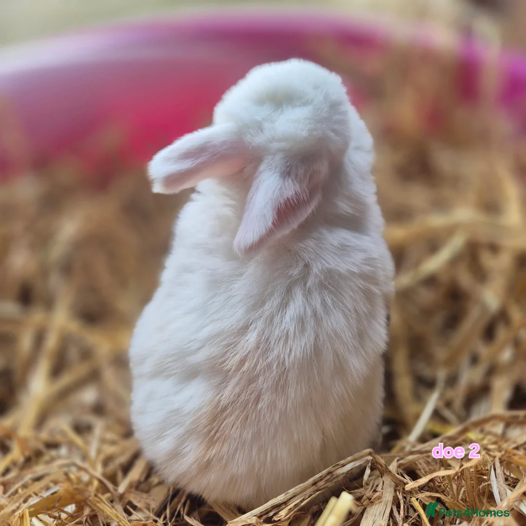 Mini Lop rabbits for sale: Beautiful mini lop x Rhinelander kits ready April - Advert 6