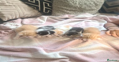 Mixed Breed cats - Advert 1