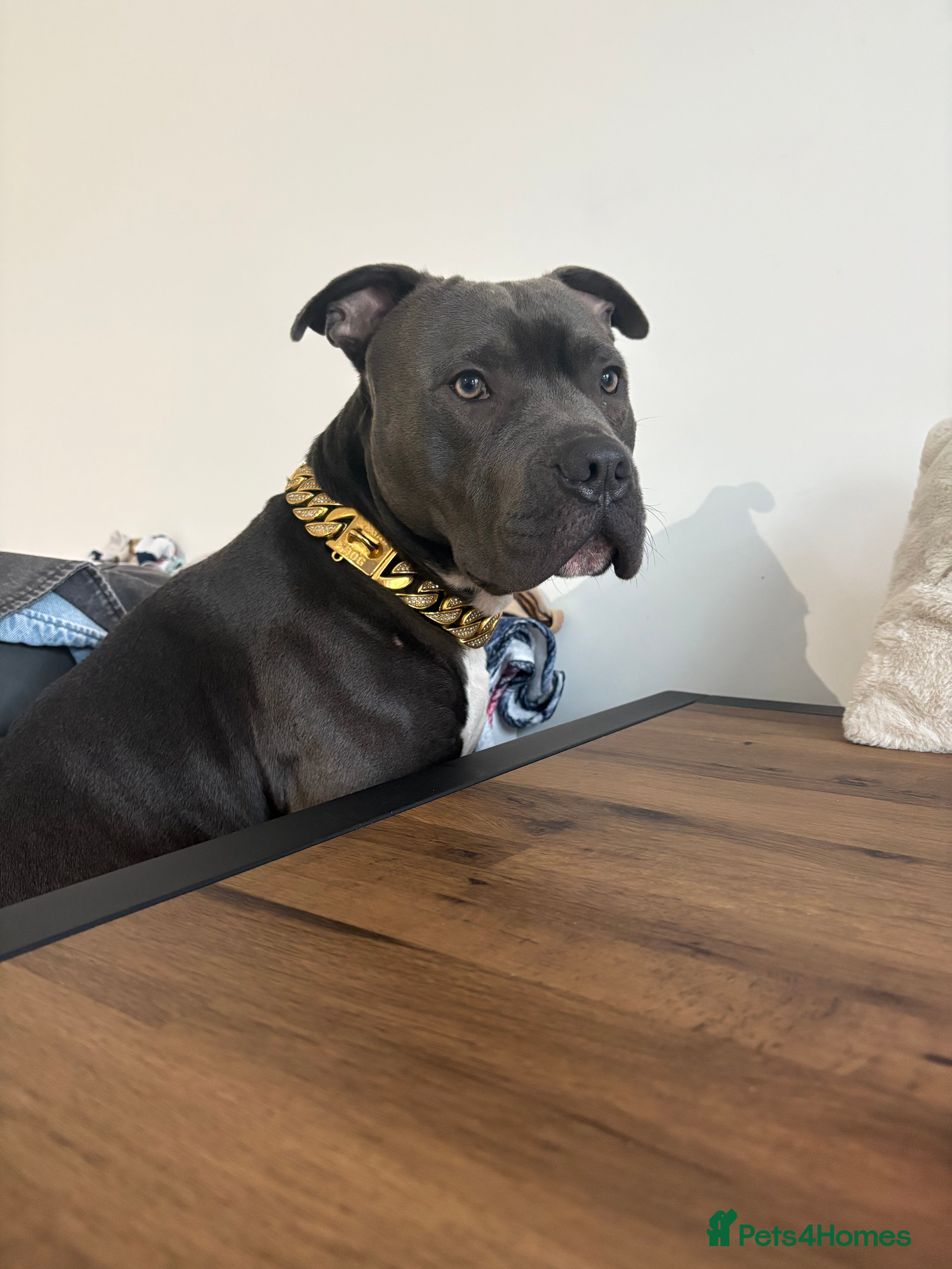 Staffordshire Bull Terrier dogs Dog looking for new home - Advert 1