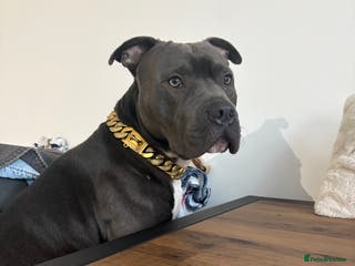 Staffordshire Bull Terrier dogs Dog looking for new home - Advert 1