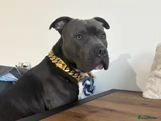 Staffordshire Bull Terrier dogs Dog looking for new home - Advert 13