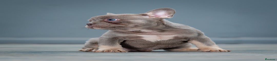 French Bulldog Puppy 3