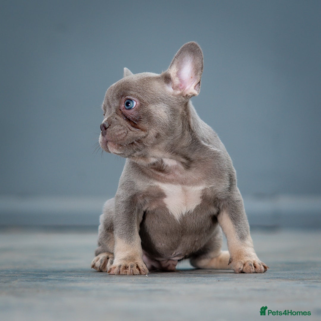 French Bulldog dogs for sale: French bulldogs 2 LEFT AVAILABLE  - Image 8