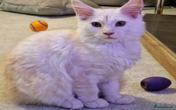 Maine Coon cats for sale: TICA REGISTERED Maine Coon Kittens - Image 1