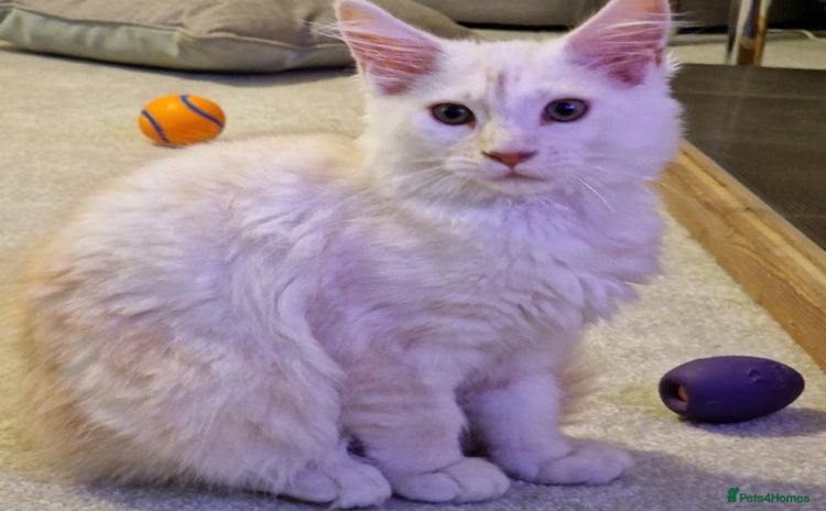 Maine Coon cats - Advert 14