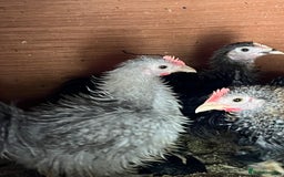 Chickens poultry for sale: Frizzle feather Bantons  - Image 8