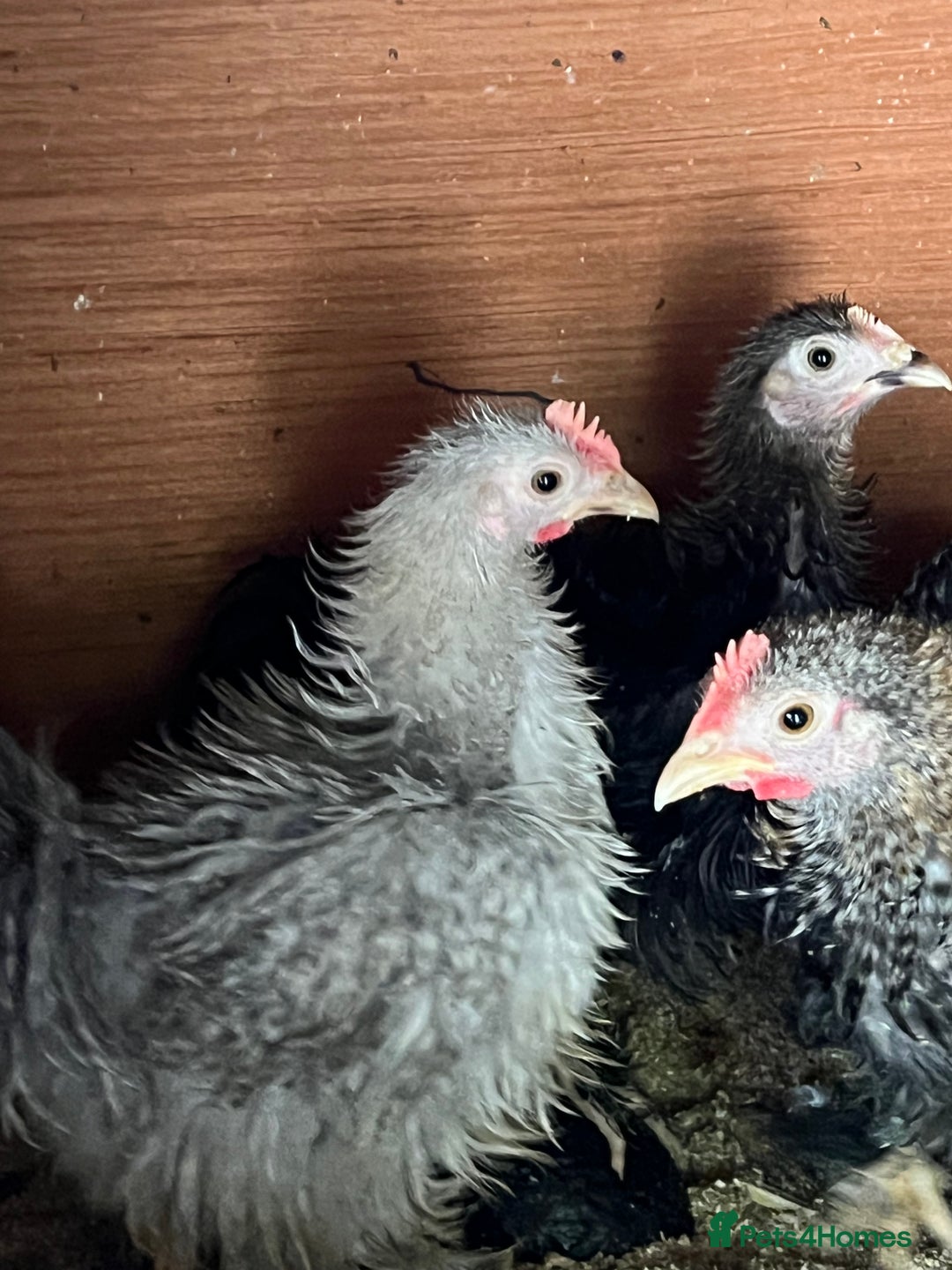 Chickens poultry for sale: Frizzle feather Bantons  - Image 8
