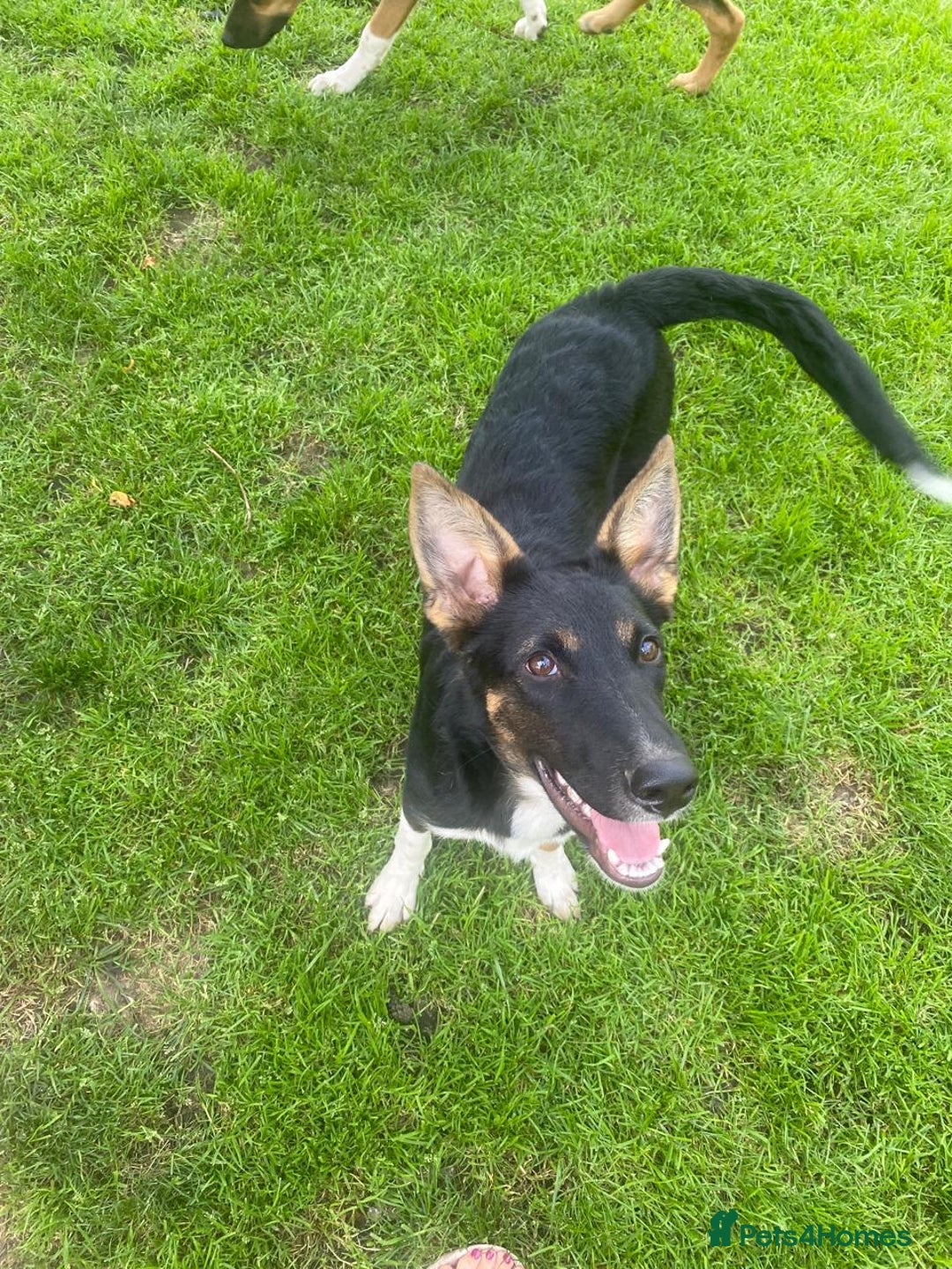 Mixed Breed dogs for adoption: URGENT: ❤️LINDA- 9 months old medium-to-large❤️ - Advert 2