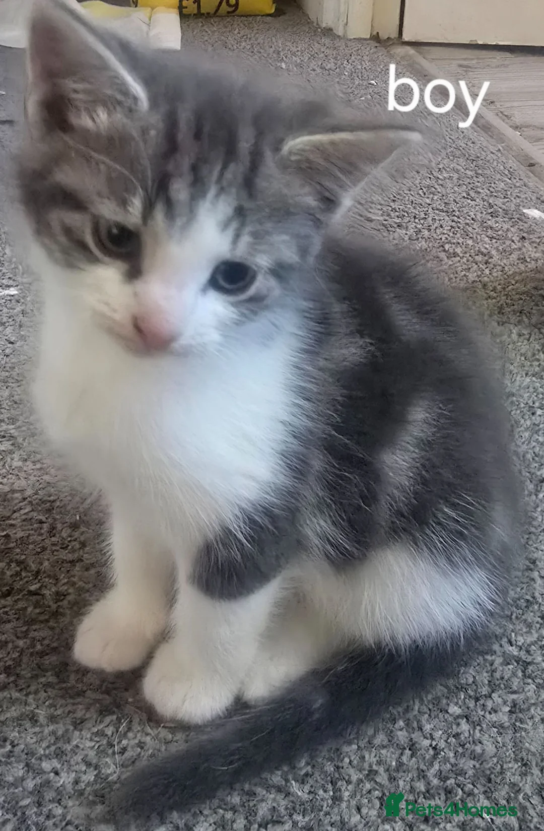 Mixed Breed cats for sale: Kittens  - Advert 5