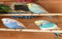 Budgerigars birds for sale: Mix of budgies - Image 3