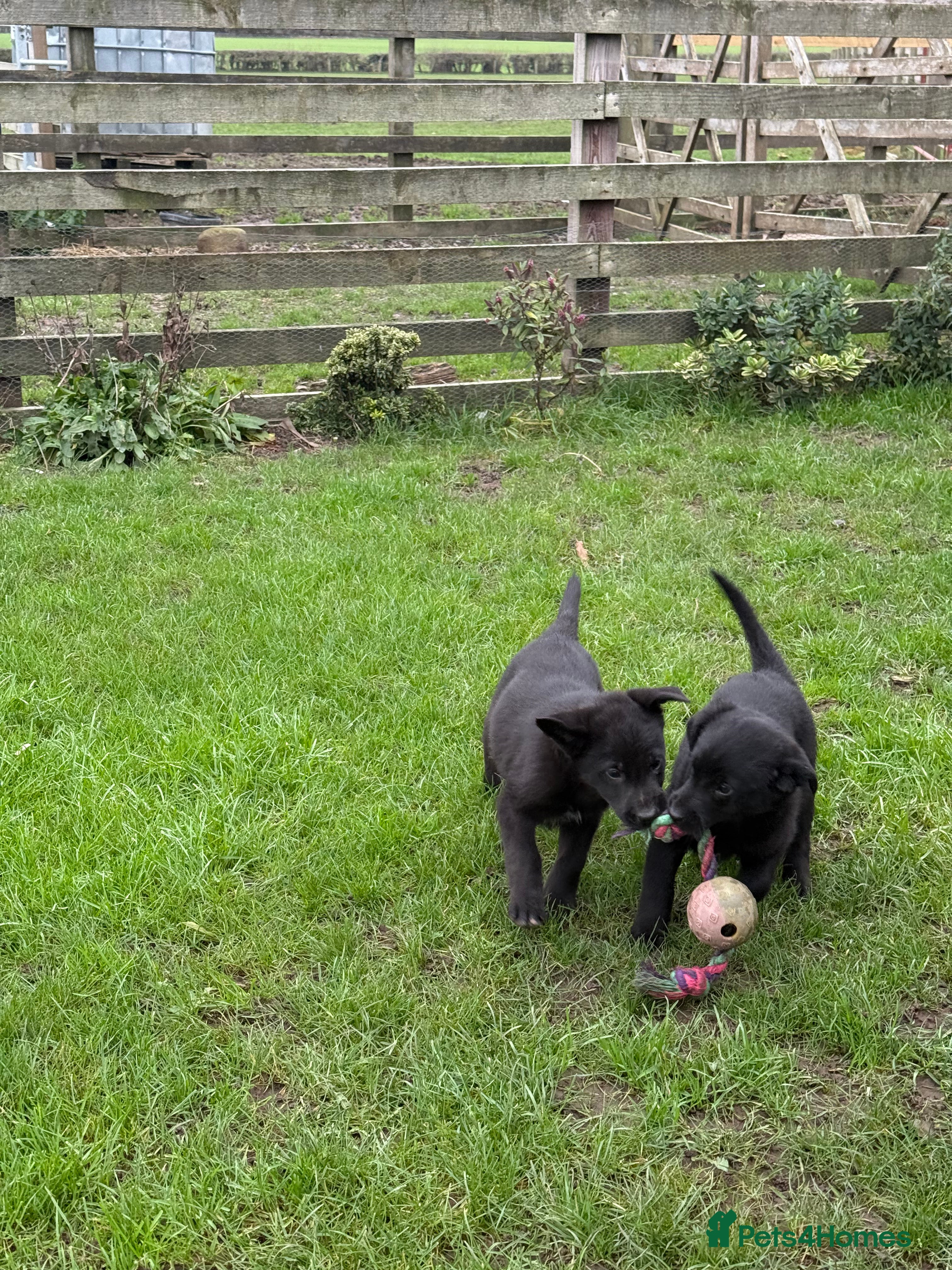 Border Collie dogs Fully vaccinated Fabulous Colliex Labrador Puppies - Advert 3