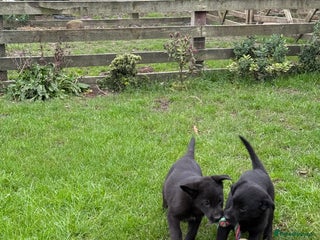 Border Collie dogs Fully vaccinated Fabulous Colliex Labrador Puppies - Advert 3