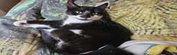 Mixed Breed cats for sale: £25 - Beautiful Cat, Lovely Temperment - Advert 2
