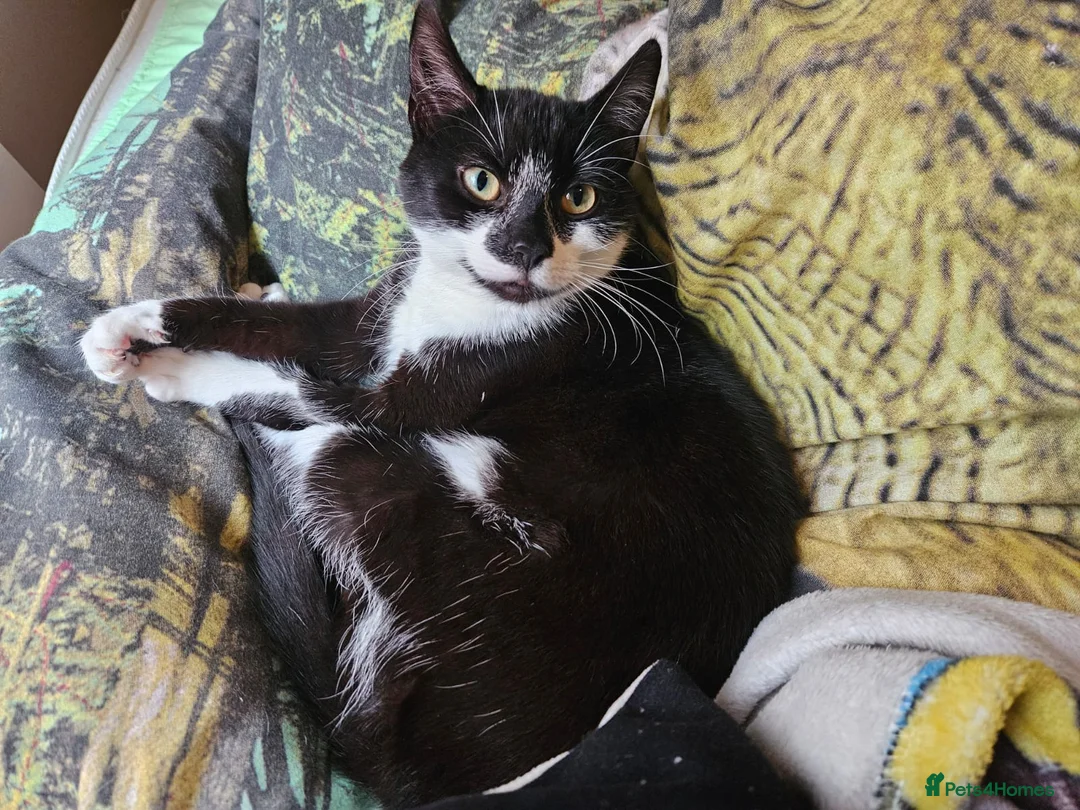 Mixed Breed cats for sale: £25 - Beautiful Cat, Lovely Temperment - Advert 2