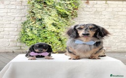 Miniature Dachshund dogs for sale: ready this weekend Minature Longhaired Dachshunds - Image 2